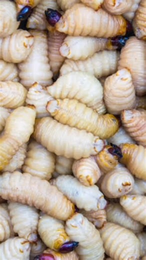 Part 2...Would you swap your steak for a