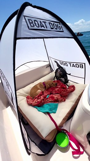 The Ultimate Boat Puppy Set-Up