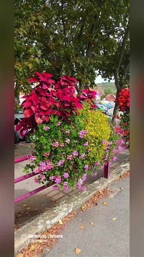 Georg Gutmann 7 (@georggutmann)’s videos with La Vida en Rosa - Frank Pourcel