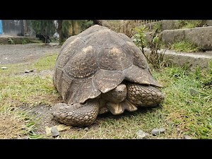 🐢 The Turtle Who Carries Time | Ancient Calendar Hidden in a Shell 🕰️#viral #Time #ancient