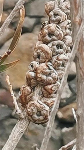 Pąkle, Balanomorpha, skorupiaki