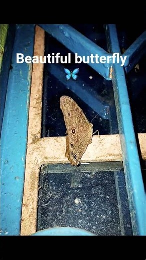 Beautiful butterfly 🦋 flying #youtubevideo #Satisfying