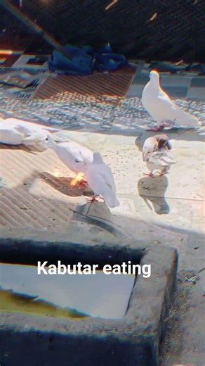 kabutar eating | made by rehan | kabutar bazi with Ayan