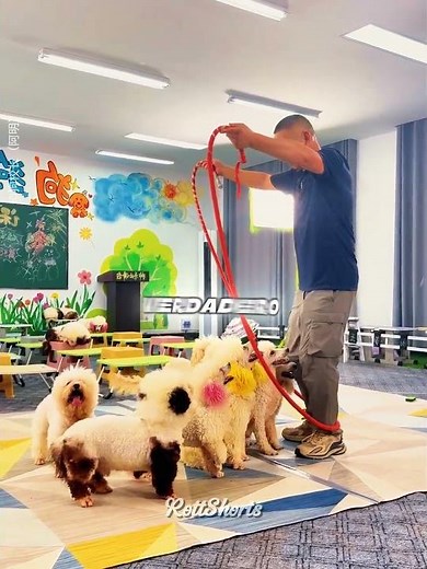 A school just for dogs! 🐶📚 #shorts