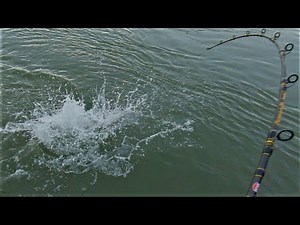 NEW Two Hook Sheepshead Rig FTW