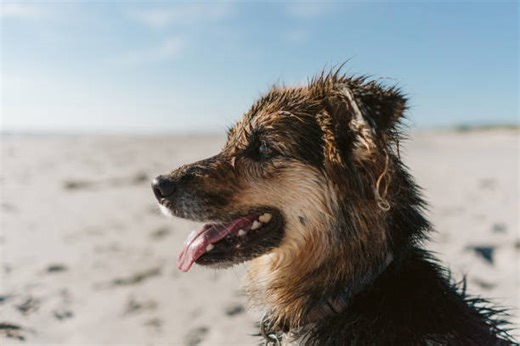 Five Dog Friendly US Beaches Your Pup Will Love