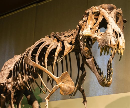 🦴🌍 Fossils: A Snapshot of Earth’s Past 🌍🦴 Fossils are more than just ancient remains — they are records of life on Earth, preserved through geological processes that span millions to billions of years. By studying fossils, scientists can reconstruct past environments, track evolution, and understand how Earth’s climate and continents have changed over time. 🔬 How Fossils Form Most fossils form when plants or animals are quickly buried by sediment such as mud, sand, or volcanic ash. Over tim