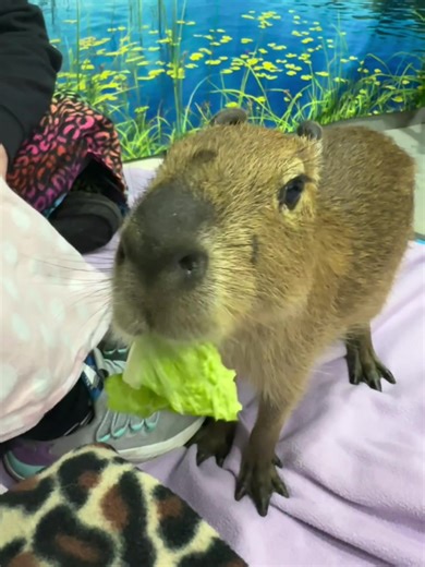 Capybara ASMR Experience