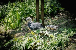 The harpy eagle stands out as one of the largest and most awe-inspiring birds of prey on Earth