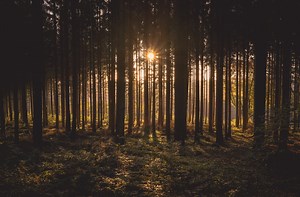20 Songs about Trees and Forests - Singersroom.com