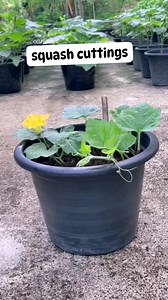54K views · 379 reactions | through cuttings select healthy, non-flowering stems from established plants. Aim for cuttings that are 4-6 inches long for the best results #propagation #cuttings #squash #organic #Canaan #foryoupageシ #everyoneシ゚ #gardening #plantingtips #trendingnow #viralpost2025シ | Canaan All in One Fertilizer Original Direct Supplier | Facebook