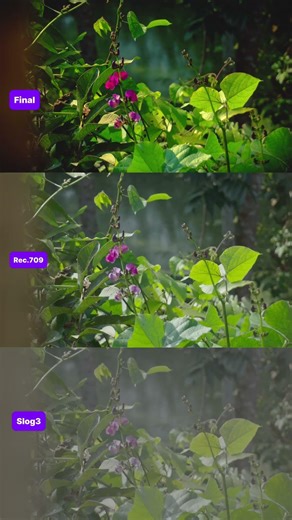 Sony zv e10 mark ii slog3 color grading using capcut Pc #colorgrading #cinematic