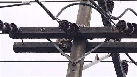 People in downtown Kamphaeng Phet province gathered to watch a python slithering up an electric pole at the entrance of the alley near Thepnakorn Hotel in Mueang District. The incident occurred at 8:30 AM on Tuesday, during the rush hour when the area was bustling with people. As the snake continued to climb higher up the pole, volunteer rescue workers had to wait for it to come down on its own, fearing the danger of electric shock. They waited for hours before finally capturing the snake and re