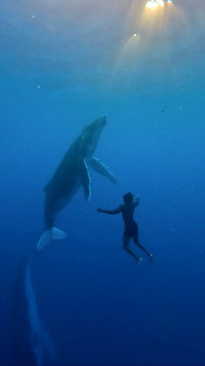 André Musgrove Underwater Photography on Instagram: "I traveled across the globe for this moment. 🐋 Ever since I was a kid watching an episode of “Stanley: Great Big Book Of Everything”, I’ve dreamt my whole life of encountering Humpback Whales in the open ocean. I would imagined sinking below the surface with no fins, no scuba tank, minimal effort and letting these huge animals approach me and to look directly into their eyes. To listen to the songs they sing underwater, with the sounds being