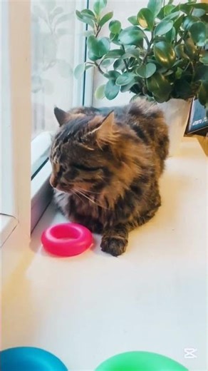 Magic Cat🐱🛟 reverse video #cat #funny #kitten #reverse