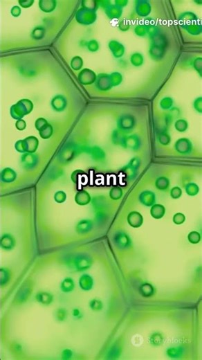 Opuntia Pectin Film Tech! #Opuntia #SustainablePackaging #GreenMaterials #worldresearchawards