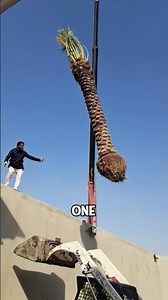 A Full Grown Palm Tree Is Installed Into a House Design Using a Crane