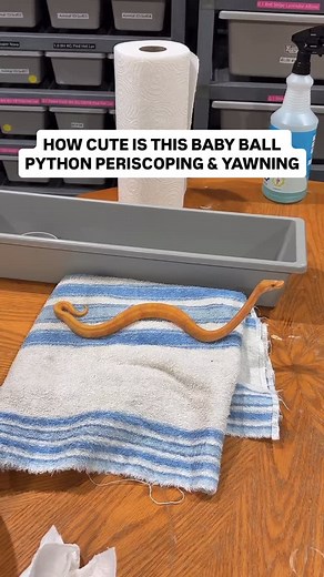How cute is this baby Ball Python PERISCOPING & YAWNING😍🔥 | BALLS of FURY