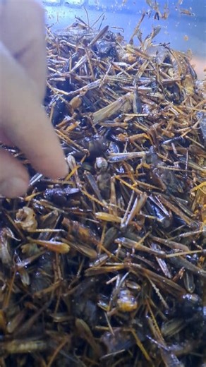 Day 322 of 1,000 to John the Baptist diet | Holy Locust