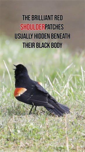 This Blackbird's Hidden Red Patches Are Stunning!