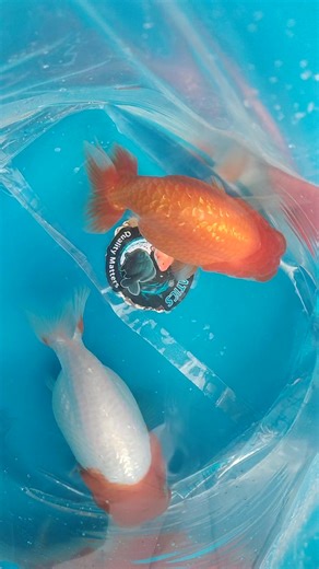 3G Aquatics on Reels