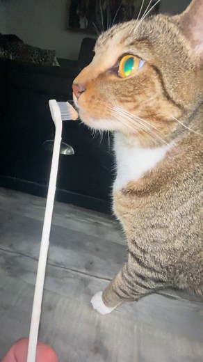 Cat enjoys toothpaste 😊❤️❤️❤️❤️❤️❤️ #kingkitty #loveandlighttvcat #meow #familytimefuntime #dukecage