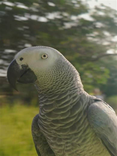 Luffy's Incredible Parrot Flight Adventure