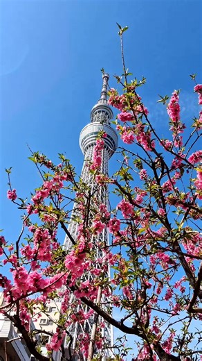 東京 | タワービュー通り 東京スカイツリーとハナモモ サクラシーズンに敢えて桃の花は如何でしょうか。 桃色と白色の混合の花も見れます！見つけれたらラッキーかもしれません🎵 白色、桃色、一重、八重等様々な桃を楽しめます。 日増しに春を感じるこの季節素敵な景色を探してみてください。 東武橋横の河津桜は葉桜になりつつありますが、雪柳とのコラボレーションもあと少し楽しめそうです。桜の散りゆく美しさと儚さも感じれます。 【品種】 花桃 ハナモモ Prunus persica cv. #タワービュー通り #東京スカイツリー #tokyoskytree #桃 #ハナモモ