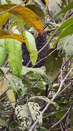 1.6K views · 30 reactions | Primitive Unique Tool on Reels | Facebook