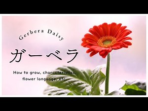 【ガーベラ】育て方・特徴・花言葉・名前の由来など/春はもうすぐ！