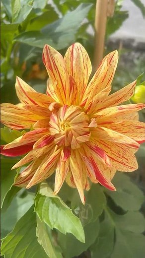 Dahlias Full Bloom Guide #gardening #gardeningtips
