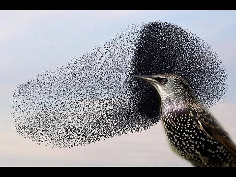 You won't believe this INCREDIBLE Starling murmuration!!!