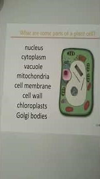 CC Cycle 1 Science week 4