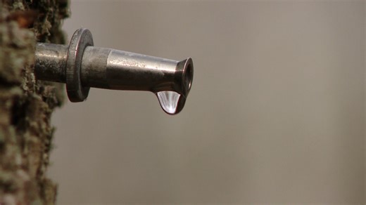 Northeast Wisconsin maple syrup season kicks off as temperature swings signal tapping time