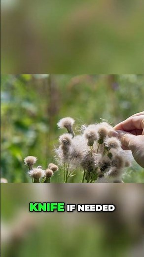 Harvest Echinacea: Easy Steps for Tea & Next Year's Plants! #shorts