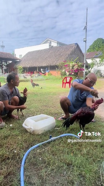 Gà Bụng Lưng trên TikTok