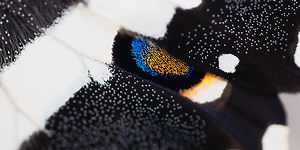 MBiol (Hons) Biology