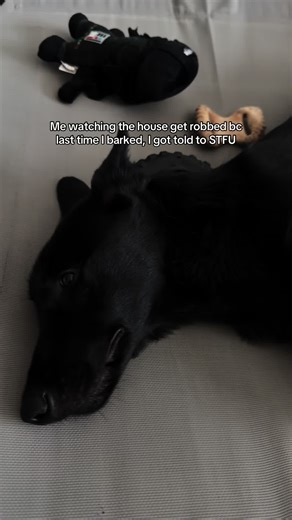 Dog's Hilarious Reaction to Home Invasion