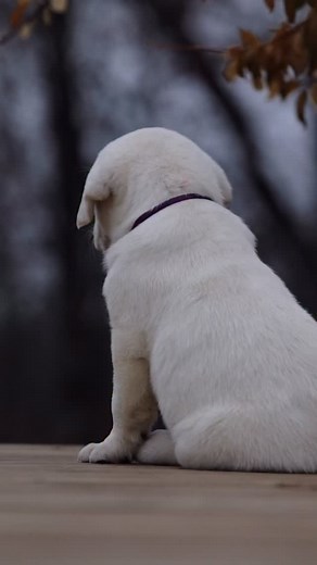 . Chunky puppies and happy children The most adorable combination 🤍 . #englishlabrador #labbreeder #whiteenglishlab #englishlab #labrador #puppy #fyp #lablove #christmas | Hickory Bluff Labradors LLC
