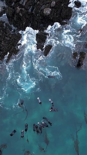 Floating through life, together 🦦 💙 #Shorts #Animals #Wildlife