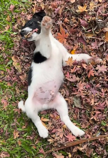 Throwback to My Adorable Fox Terrier Moments