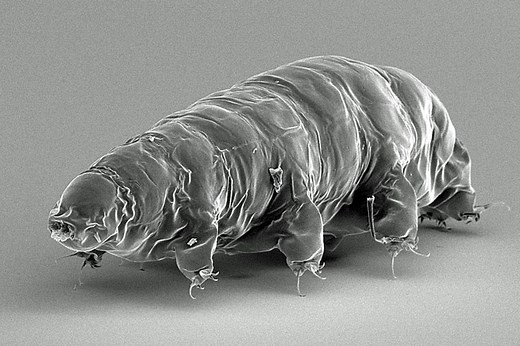 L’ADN révèle les secrets du tardigrade, résistant suprême