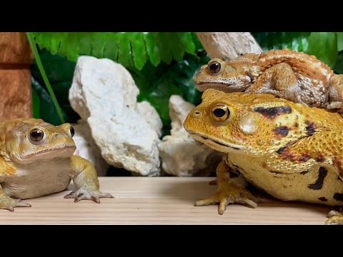 "Have you eaten? " 🐸【Miyako toad, Japanese toad】