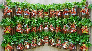 70K views · 754 reactions | Vertical Strawberry Gardening 5x More Productive, No Garden Needed! | DIY Balcony Garden | Facebook