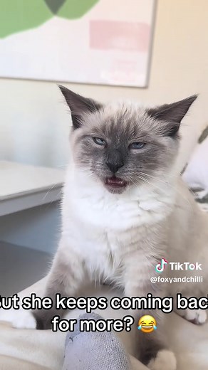 Understanding the Flehmen Reaction in Cats