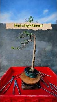 “Simple plant art form.” #bonsai #plants #tree