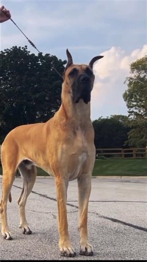 Before Vs After Animals Growing Up / Animals Transformation #animals