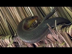 Amazing Skink (Thlen) Found Hiding in the Roof! | Cambodian Nature Wildlife