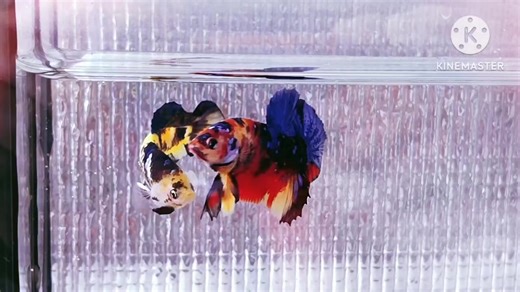 #bettafish #bettaworld #ปลากัดสวยงาม #betta #ปลากัดไทยสัตว์น้ําประจําชาติ🇹🇭