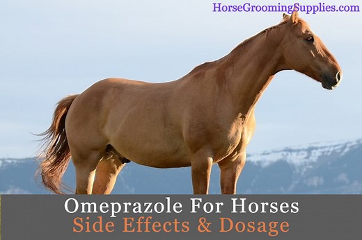 Omeprazole For Horses Side Effects & Dosage - HorseGroomingSupplies.com